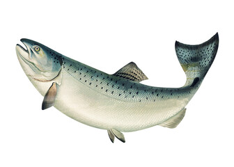 California salmon illustration. Fish logo. Salmon logo - obrazy, fototapety, plakaty