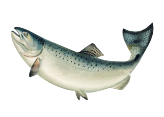 California salmon illustration. Fish logo. Salmon logo