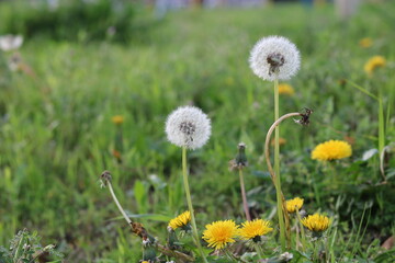 Yellow dandelions and white blowballs in a meadow - obrazy, fototapety, plakaty