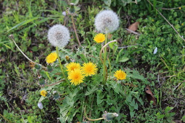 Yellow dandelions and white fluffy fluff blooming in the grass