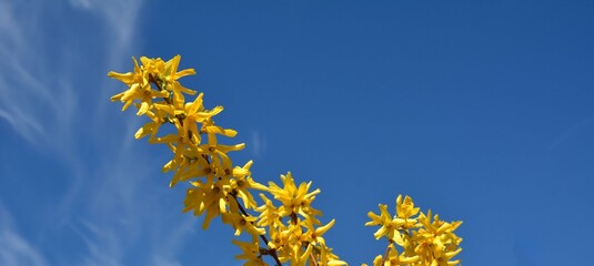 Yellow forsythia flowers against the blue sky