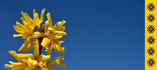 Yellow forsythia flowers against the blue sky