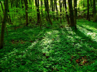 Environment, landscape and nature with trees in summer for conservation or sustainability of ecosystem. Earth, jungle and location with rainforest or woods for adventure, exploration and hiking