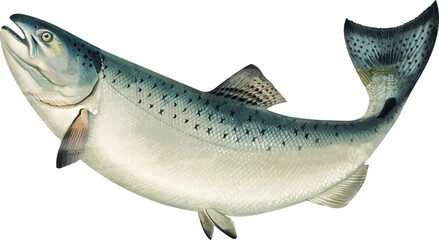 California salmon illustration. Salmon logo. - obrazy, fototapety, plakaty