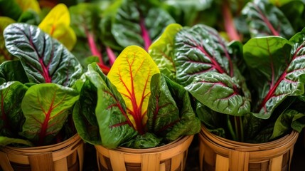 Baskets filled with vibrant multi colored chard leaves