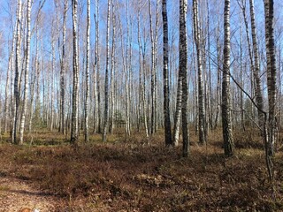 Rekyva forest during sunny early spring day. Pine and birch tree woodland. Blueberry bushes are growing in woods. Sunny day. Early spring season. Nature. Rekyvos miskas.