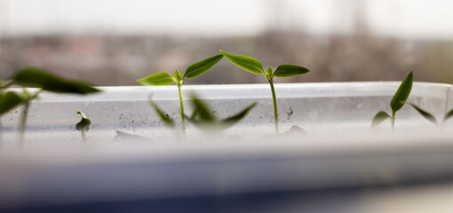 Seedlings at home. Close-up of young seedlings growing on the windowsill of a house. Concept of housekeeping, microgreens, growing seedlings. Young sprouts of bell pepper