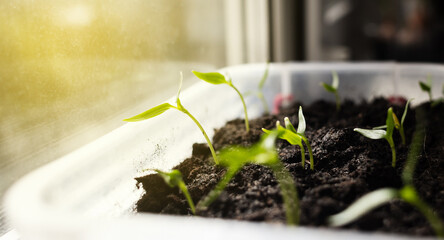 Seedlings at home. Close-up of young seedlings growing on the windowsill of a house. Concept of...