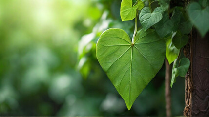 Fototapeta na wymiar Heart shaped fresh green leaf on branch under summer sunlight, Concept of loving and waking up of nature. 