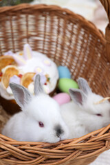 bunny rabbit in knitted basket outside in garden or park.easter sweet bread and colorful eggs as...
