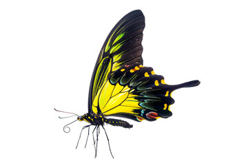 Beautiful Chimaera Birdwing butterfly isolated on a white background with clipping path