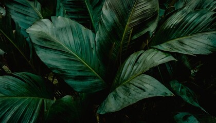 closeup tropical green leaves nature in the garden and dark tone background concept