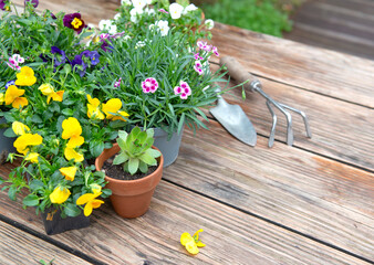 viola and carnation plants in flowerpots with gardening tools on wooden table in terrace - 781124331