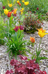 beautiful purple tulips blooming in a flowerbed in a spring garden with wood chips on the soil. - 781124344