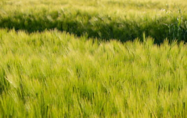 field of barley growing with textured effect and track background - 781124350