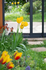 beautiful yellow tulips blooming in a garden in front of the bay windows of a veranda