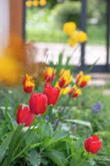 beautiful yellow and red tulips blooming in a garden in front of the bay windows of a veranda - 781124352