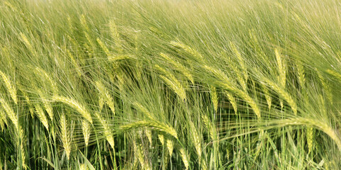 close up on ears of cereal growing in a field under bleu sky - 781124377