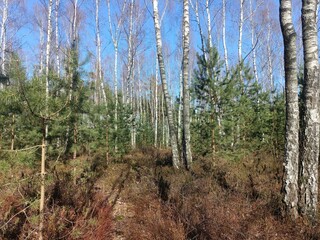 Rekyva forest during sunny early spring day. Pine and birch tree woodland. Blueberry bushes are growing in woods. Sunny day. Early spring season. Nature. Rekyvos miskas.