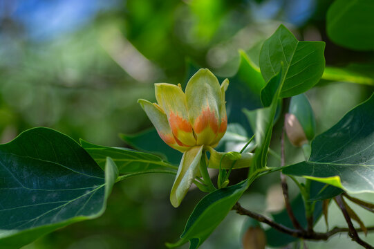 Liriodendron tulipifera beautiful ornamental tree in bloom, American tulip tree tulipwood flowering, flower on the branch
