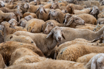 Fototapeta premium Herd of sheep on desert in Ninh Thuan province, Vietnam