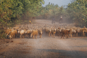 Naklejka premium Herd of sheep on desert in Ninh Thuan province, Vietnam