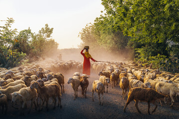 A local woman and a large sheep flock returning to the barn in the sunset, after a day of feeding in the mountains in Ninh Thuan Province, Vietnam. - obrazy, fototapety, plakaty