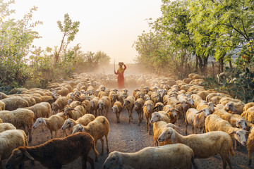 A local woman and a large sheep flock returning to the barn in the sunset, after a day of feeding in the mountains in Ninh Thuan Province, Vietnam. - obrazy, fototapety, plakaty