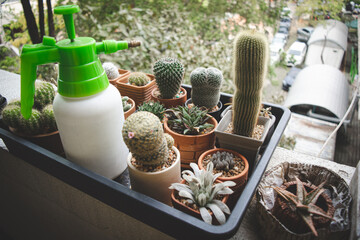 This is a small cactus garden in a black basket and water sprayer.