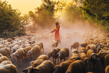 A local woman and a large sheep flock returning to the barn in the sunset, after a day of feeding...