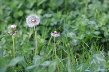 White blowball in the meadow