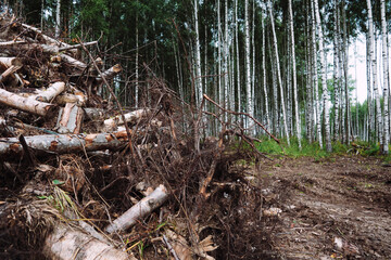 A bunch of cut down trees, the concept of cutting down trees, ecology.