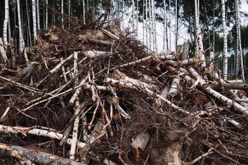 A bunch of cut down trees, the concept of cutting down trees, ecology.