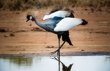 Common crane in the African savannah

