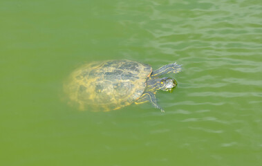 Close-up of the Florida turtle