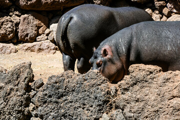 close-up of a hippopotamus in the African savannah