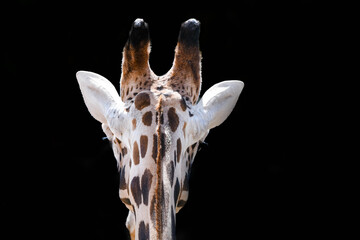 Cute close-up portrait of a giraffe with background