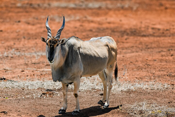 Oryx close-up in the African savannah