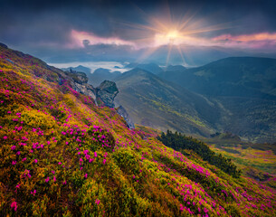 Dramatic summer sunrise with slope of blooming rhododendron flowers. Fantastic outdoors scene of...