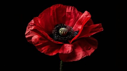 Red poppy flower on black background. Remembrance Day, Armistice Day, Anzac day symbol, floral, flora, blossom, closeup, garden, bloom, . - obrazy, fototapety, plakaty