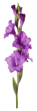 Purple gladiolus flowers isolated against white