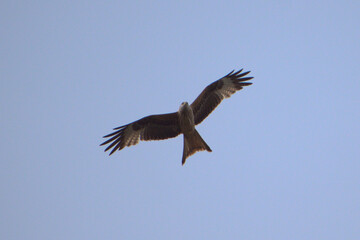 buzzard/eagle in flight