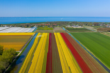 Tulip fields in the Netherlands - Aerial view