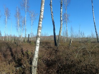 Rekyva forest during sunny early spring day. Pine and birch tree woodland. Blueberry bushes are growing in woods. Sunny day. Early spring season. Nature. Rekyvos miskas.