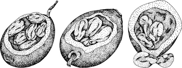 Hand drawn garden wild rose, rosehip, dog rose, sweetbriar vector, engraving illustration. Outline linear hand drawn floral design element.	