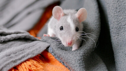 A domesticated laboratory rat as a pet in domestic conditions