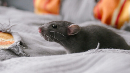 Naklejka premium A domesticated laboratory rat as a pet in domestic conditions