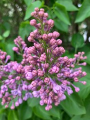 Budding purple lilac flowers up close
