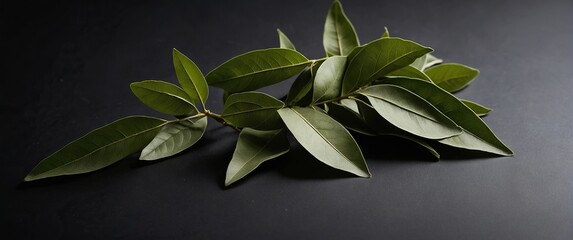 Curry leaves on a black background.