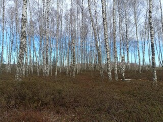 Rekyva forest during sunny early spring day. Pine and birch tree woodland. Blueberry bushes are growing in woods. Sunny day. Early spring season. Nature. Rekyvos miskas.